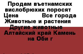 Продам въетнамских вислобрюхих поросят › Цена ­ 2 500 - Все города Животные и растения » Другие животные   . Алтайский край,Камень-на-Оби г.